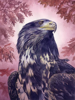 Eagle Acrylics