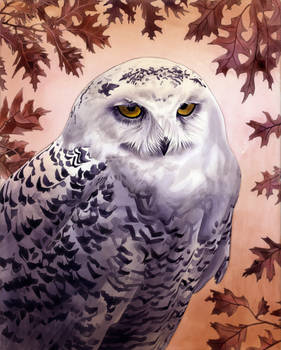 Snowy Owl Painting