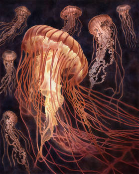 Jellyfish