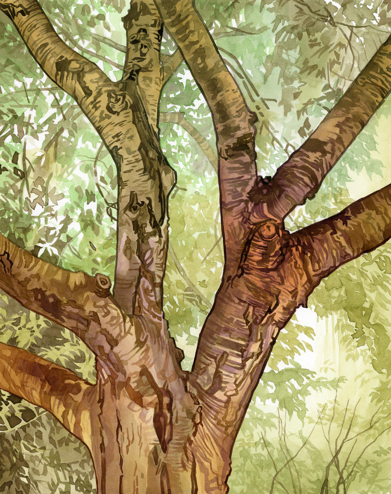 Strog Tree Strong Tree by Alanpaints on DeviantArt