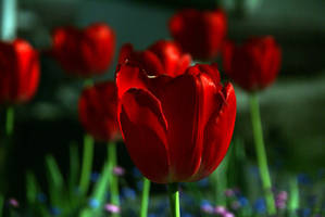 Tulip