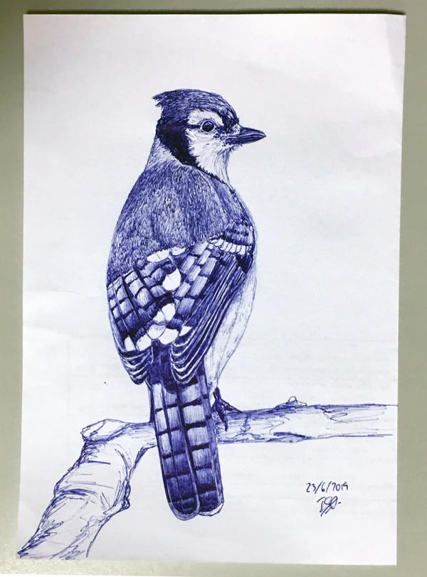 Blujay sketch by ISG-Art on DeviantArt