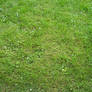 Texture: Grass