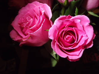 [Flowers] Pink roses #5