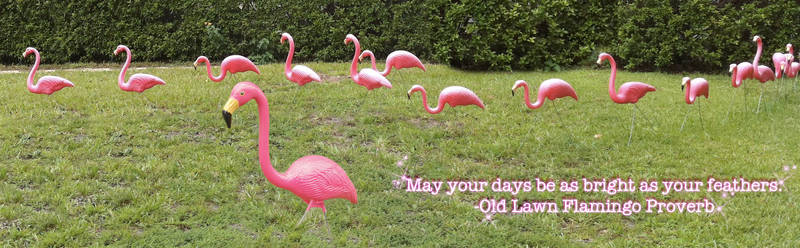 Flamingo Proverb