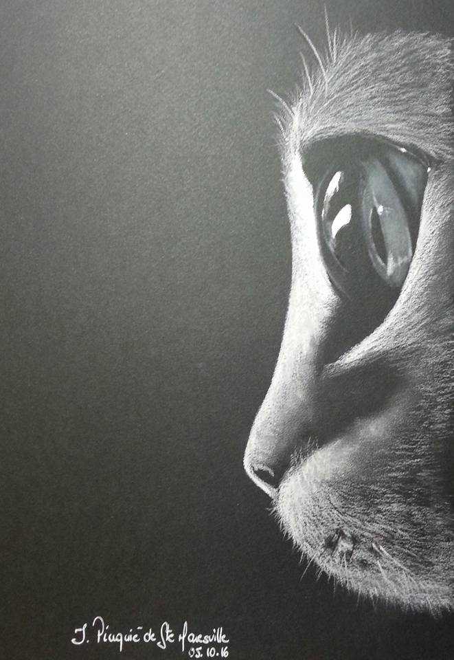Oeil De Chat Au Pastel Sec By Irena1976 On Deviantart Oeil De Chat Au Pastel Sec By Irena1976 On Deviantart
