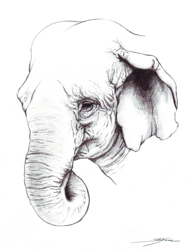 Indian Elephant pencil