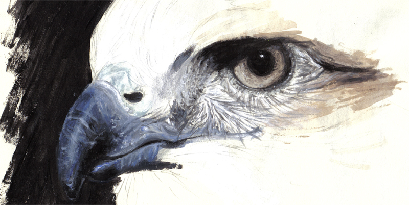 Bird of Prey - Painting