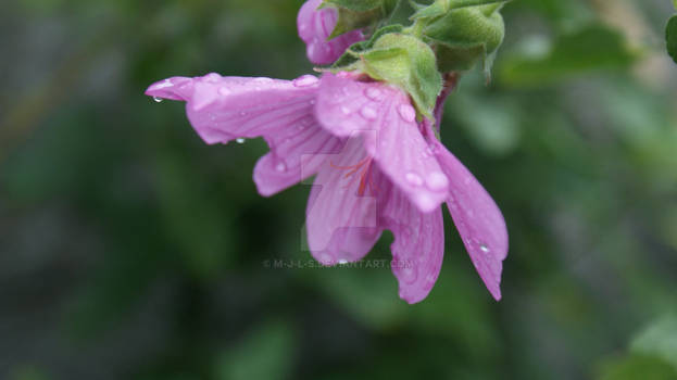 Purple Flower