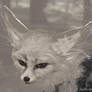 Fennec Fox