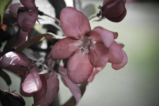 Pinkish Flower