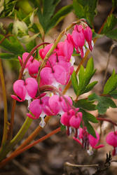 Bleeding Hearts