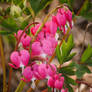 Bleeding Hearts