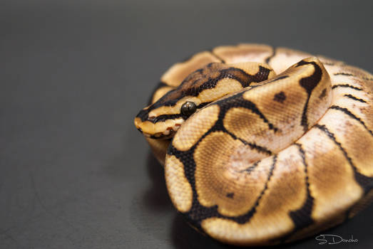 My 2010 Spider Ball Python