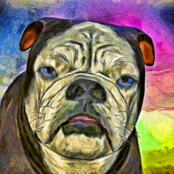 English Bulldog