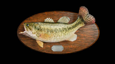 Largemouth Bass