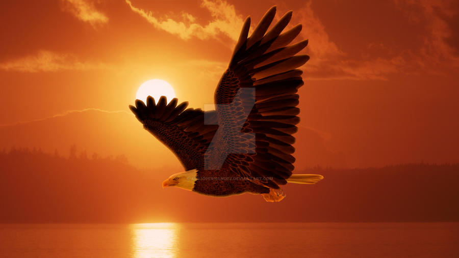 Eagle Sunset by AbilioFernandez on DeviantArt