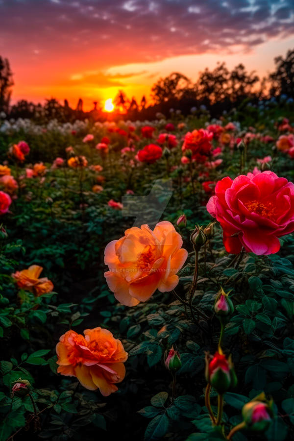 Sunset Coloured Roses Sunset Roses by AbilioFernandez on DeviantArt
