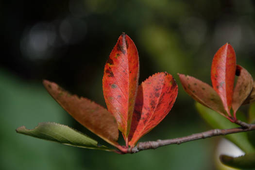 Chokeberry leaves