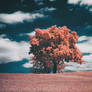 lone tree