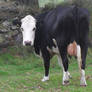 Cow 13