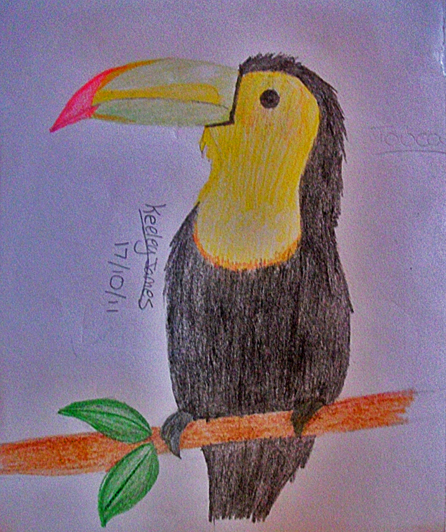 Toucan - 18-10-11