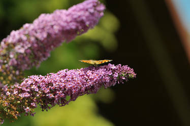 Butterfly Day 7.