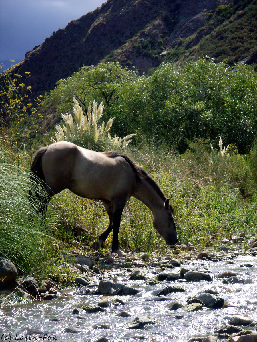 White Horse