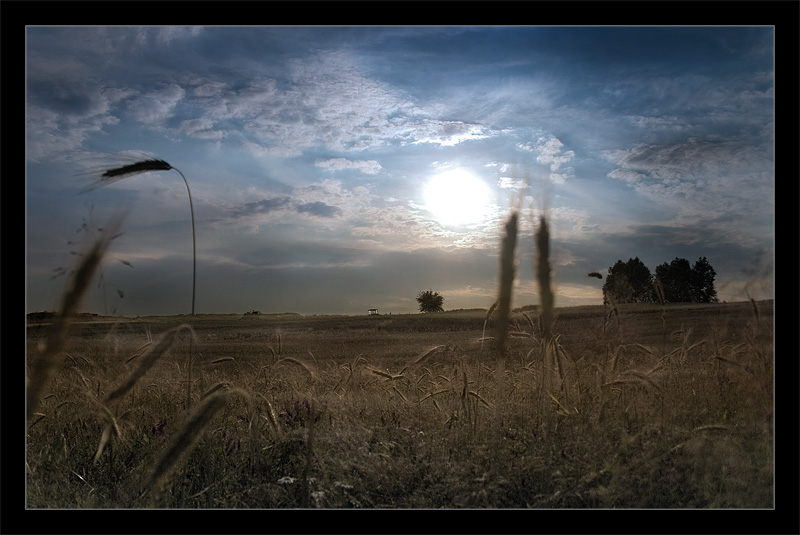 The Cornfield