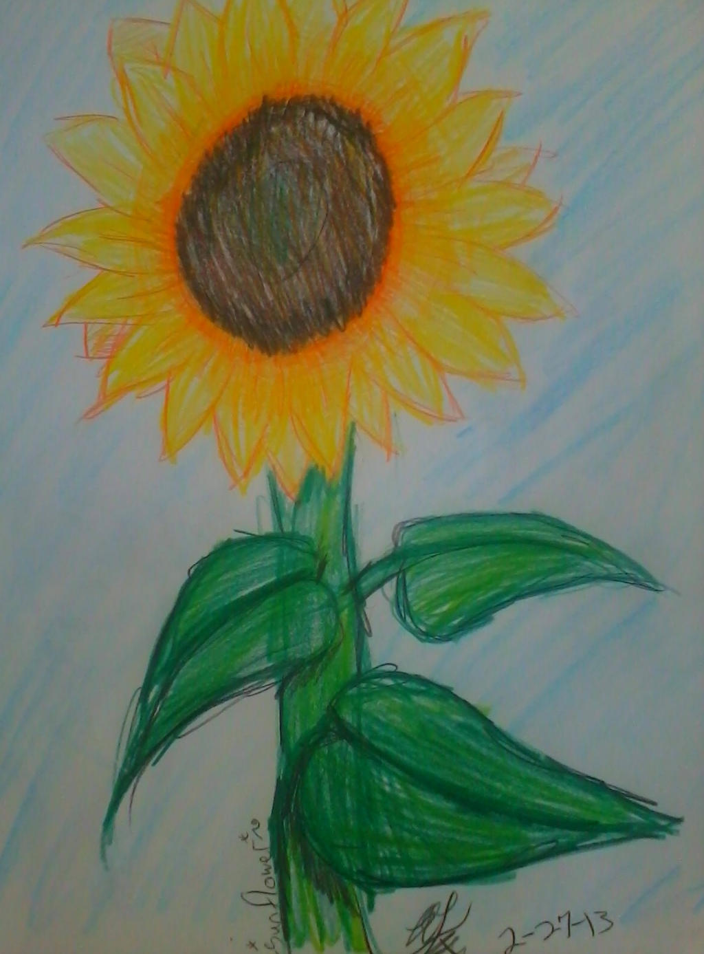 Sunflower