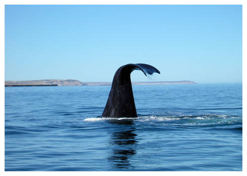 ballena