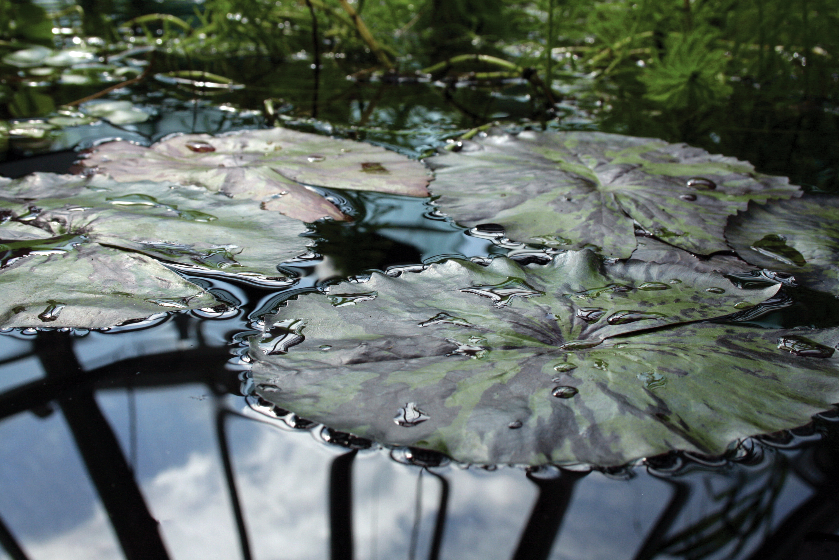 Floating reflection