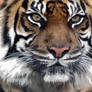 Beauty of Tiger vectorized