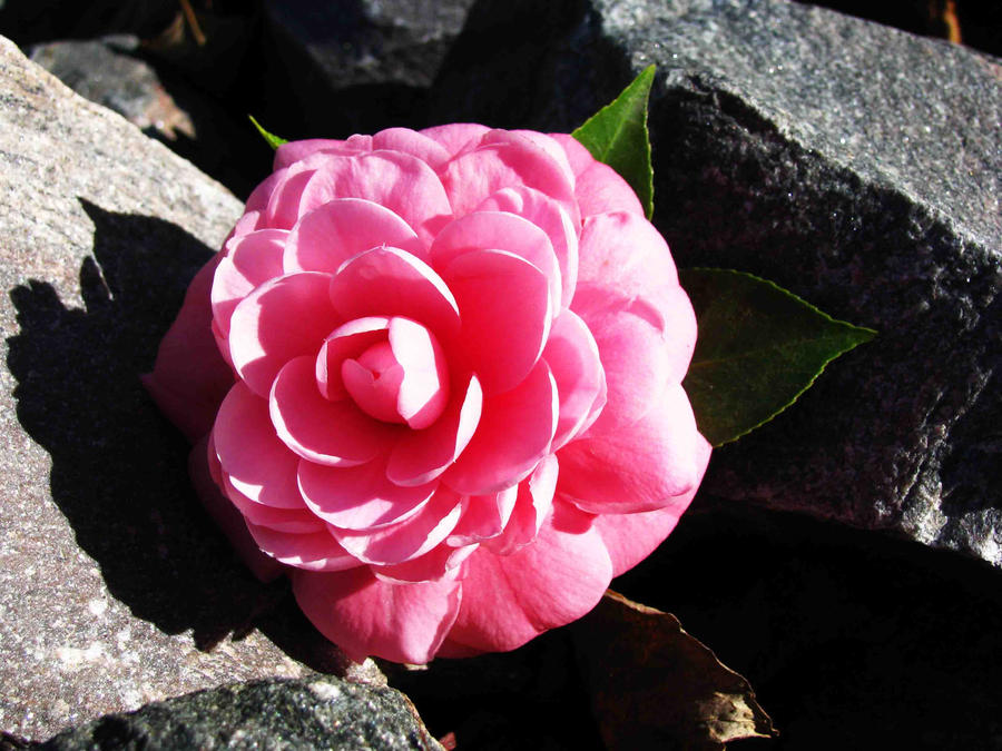 Camellia