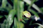Green insect by Nicho90