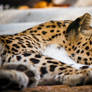 Leopard tired..