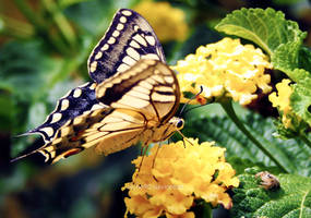 Butterfly loves little spider