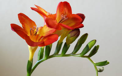 One Freesia