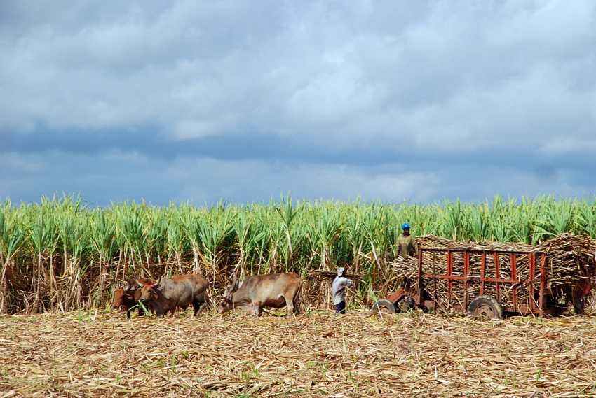 Harvest