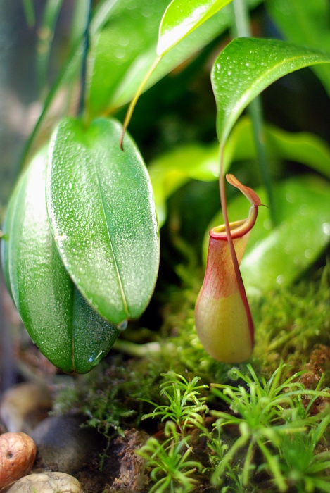 Nepenthes 03