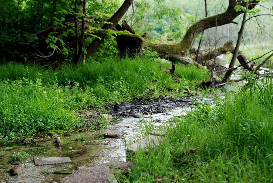 St. Odile's Marshes II