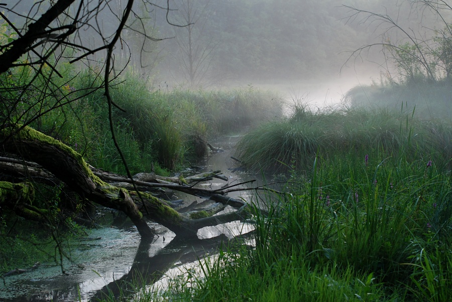 St. Odile's Marshes VII