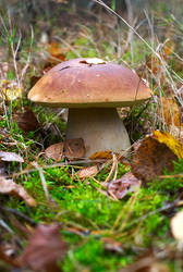 Boletus I