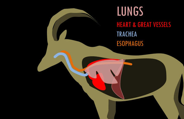 Thoracic Inlet Animal ANIMAL ANATOMY: THORACIC CAVITY by MAHALOVET on DeviantArt