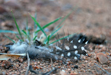 guinea fowl feather