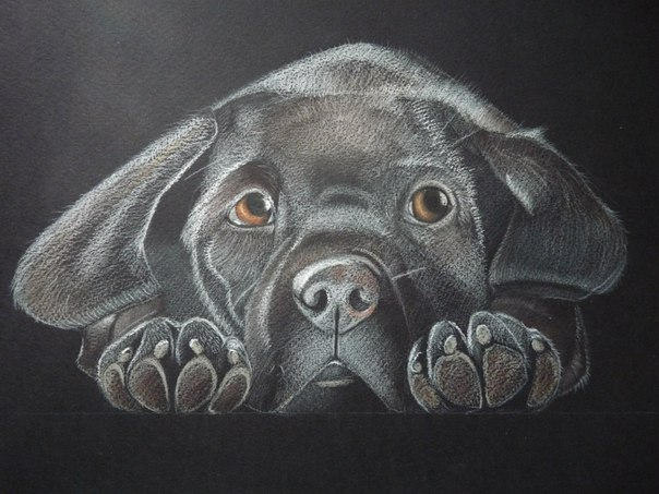 Labrakita Drawing Labrador Retriever by Nastyukha on DeviantArt