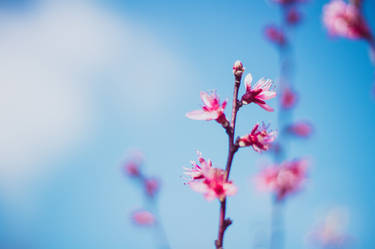 Pink Flowers #1