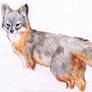 Island Fox