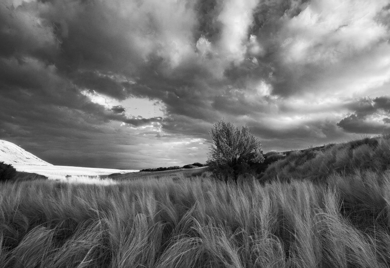 herbe seche NB by projetophite on DeviantArt