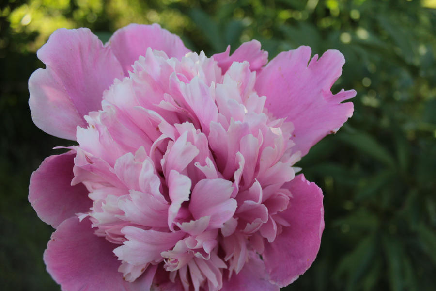 peony~